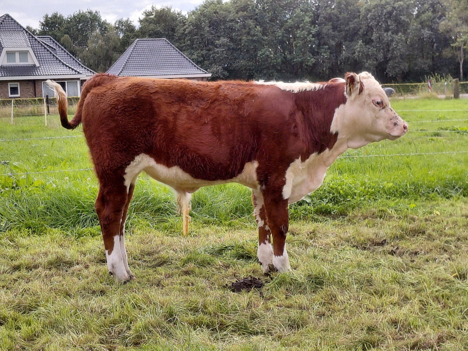 te koop jonge Hereford stier VERKOCHT!, Dieren en Toebehoren, Runderen, Mannelijk, 0 tot 2 jaar