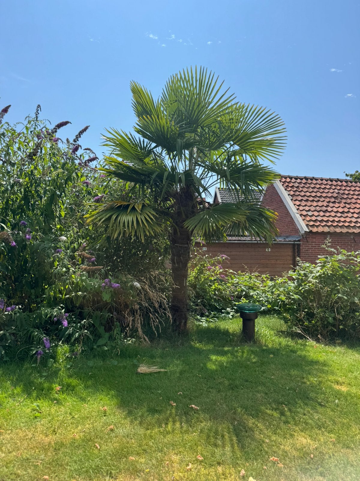 palmboom, Tuin en Terras, Planten | Bomen, Volle zon, Ophalen of Verzenden, 100 tot 250 cm, Zomer