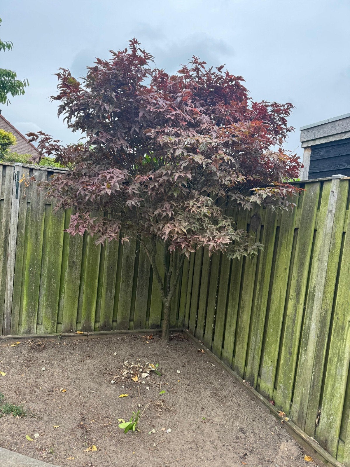 Diverse bomen te koop: Japanse esdoorn en meer, Tuin en Terras, Bloeit niet, Halfschaduw, 100 tot 250 cm, Overige soorten