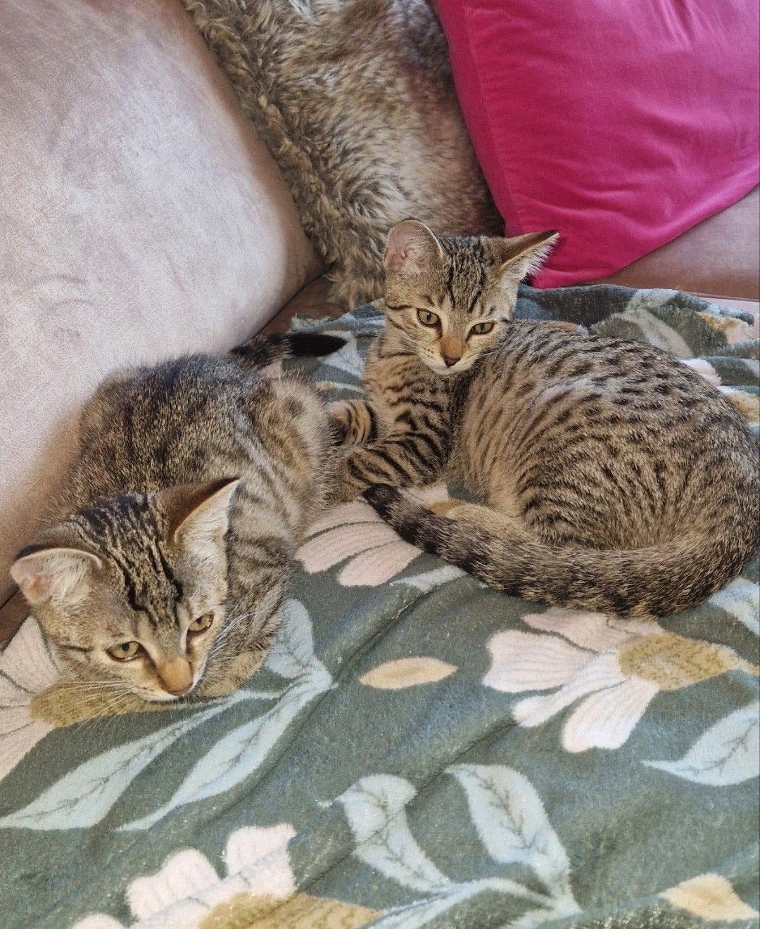 Britse korthaar kittens/Ragdoll mix,gechipt en 2kr gevaccine, Poes, Kortharig, 0 tot 2 jaar