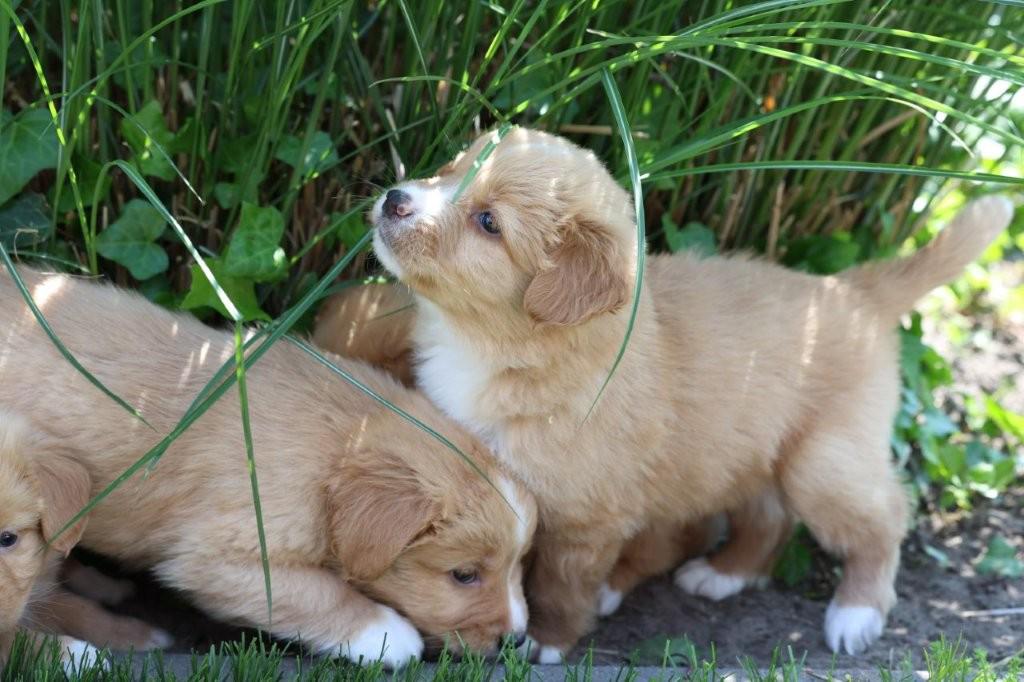 Nova scotia duck tolling retriever, Nederland, Parvo, Overige rassen, 8 tot 15 weken