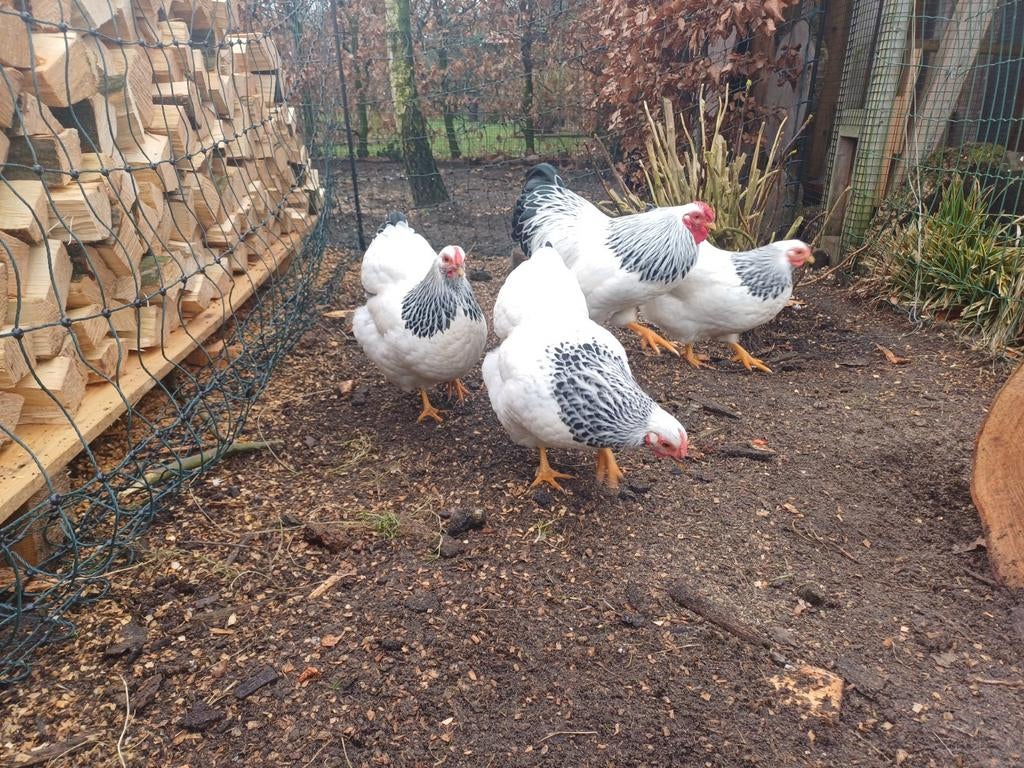 Broedeieren Wyandotte Columbia kriel ** Op voorraad**, Dieren en Toebehoren, Pluimvee, Geslacht onbekend, Kip