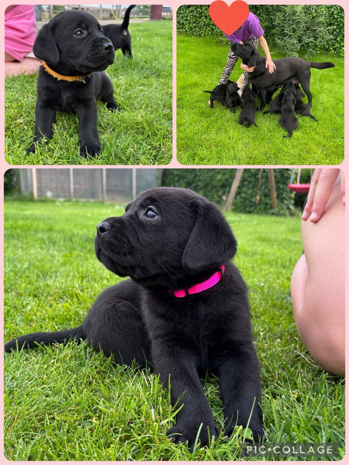 prachtige labrador pups, 8 tot 15 weken, Labrador retriever, Parvo, Meerdere