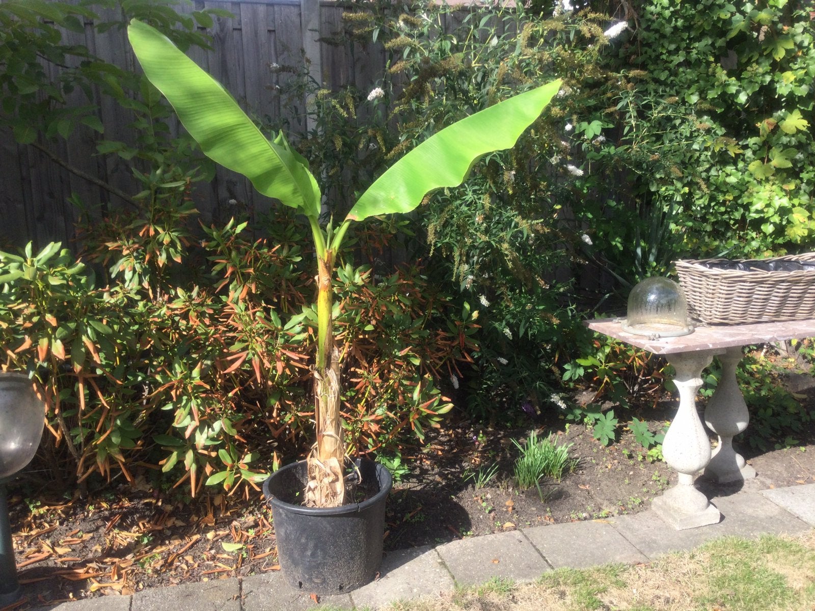 Bananen Plant met kluiten pot 1.50 M .hoog, Bloeit niet, Overige soorten, 100 tot 250 cm, Ophalen