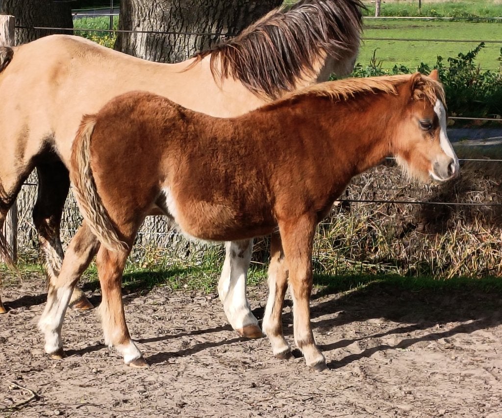 Welsh-A veulens en  Pony's, Dieren en Toebehoren, Met stamboom, Niet van toepassing, 0 tot 2 jaar, A pony (tot 1.17m)