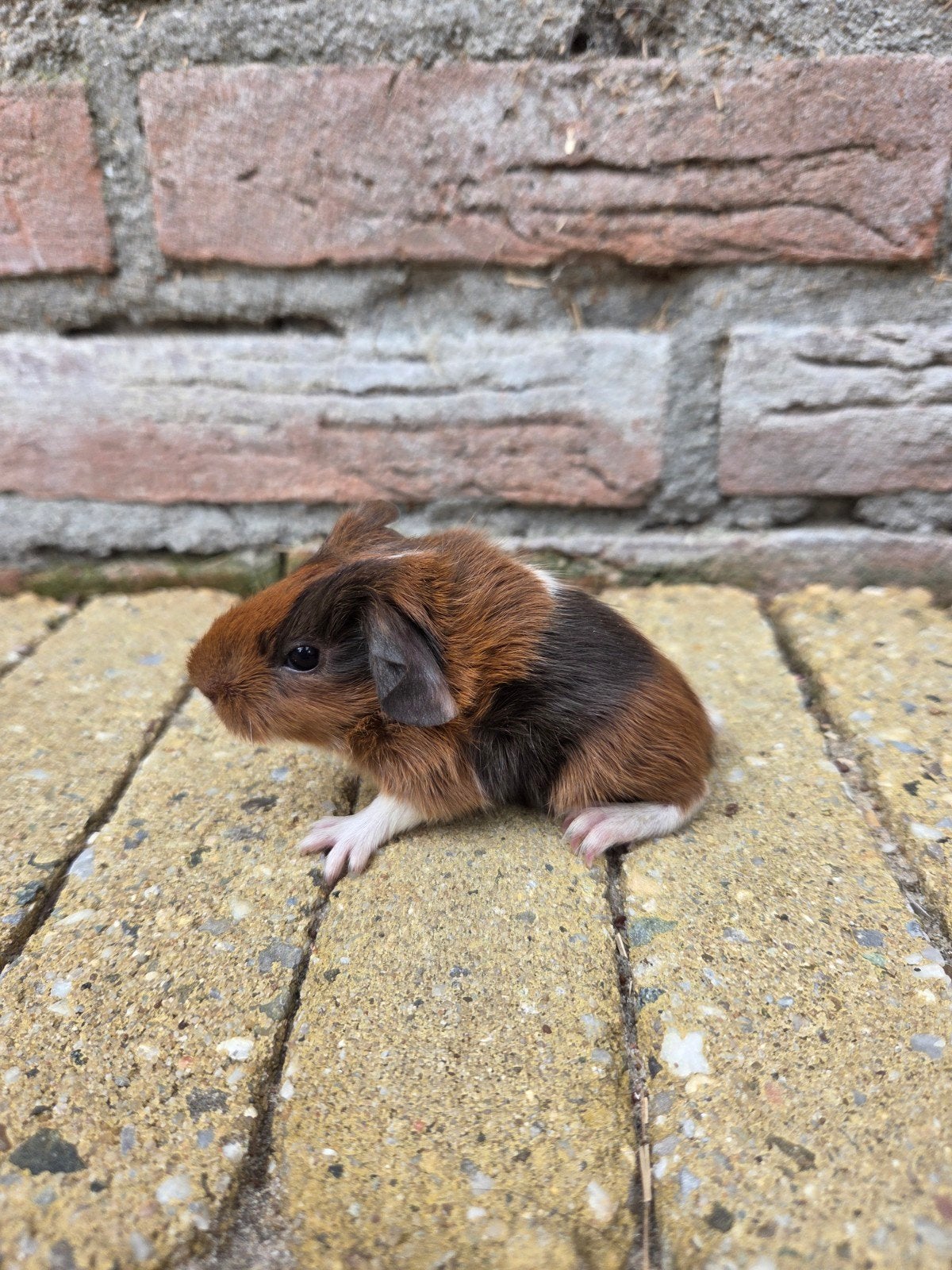 Jong cavia zeugje, Dieren en Toebehoren, Knaagdieren, Cavia, Juni, Vrouwelijk, Tam