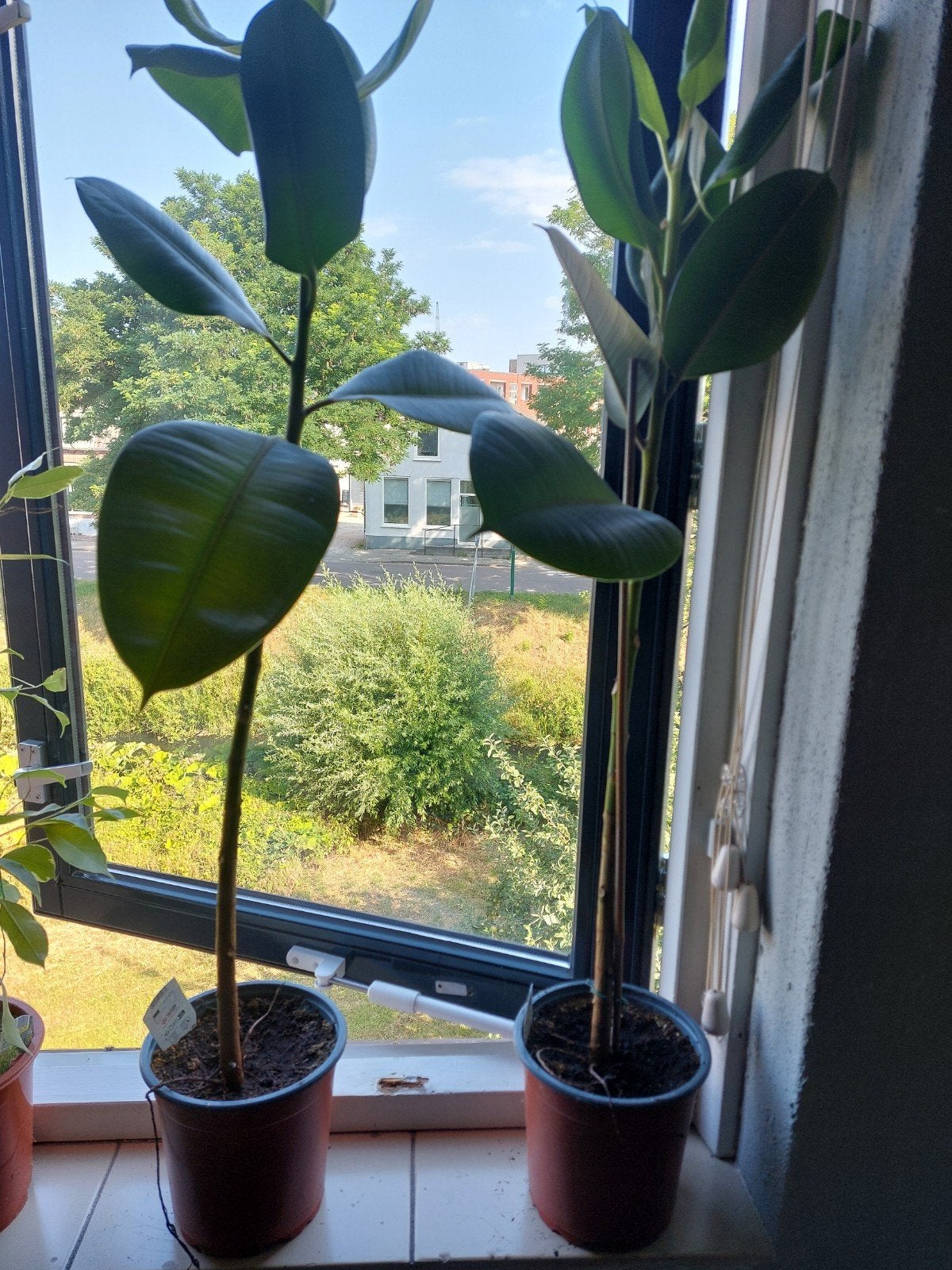 Ficus plant van 75 cm hoog, Ophalen, Ficus, Halfschaduw, Minder dan 100 cm