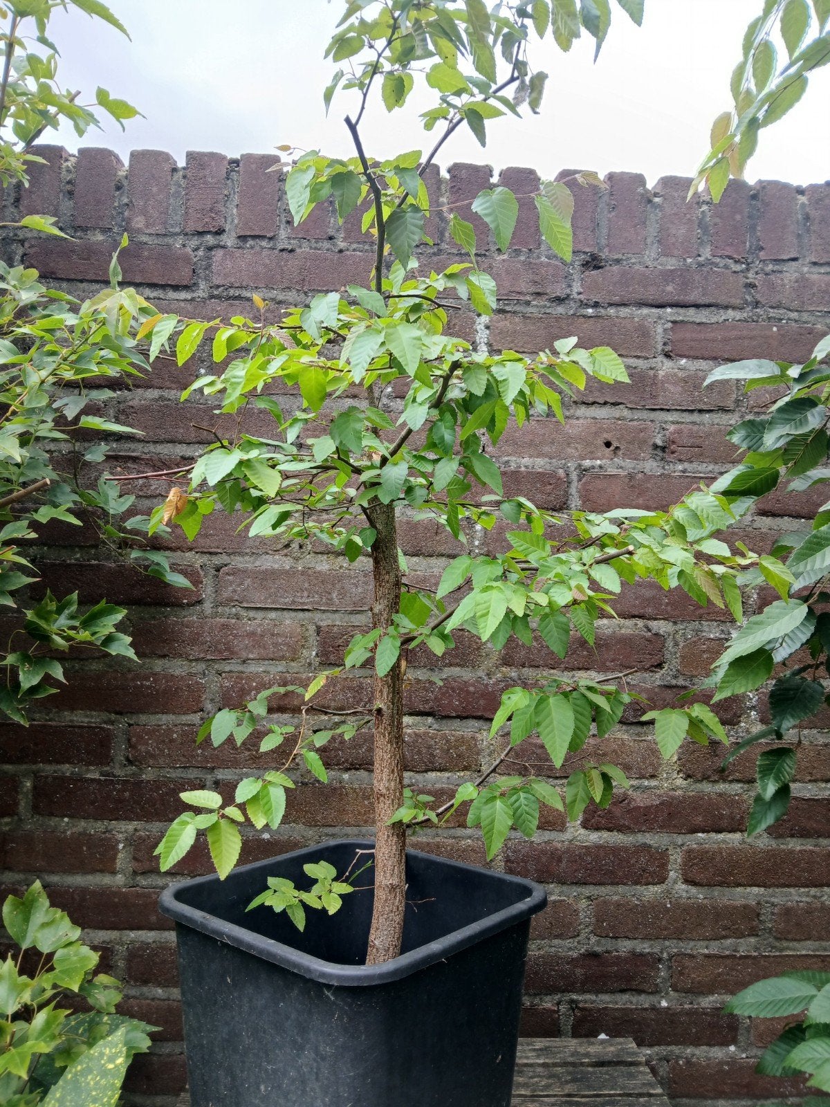pre bonsai chinese haagbeuk., Ophalen, Bloeit niet, Overige soorten, Minder dan 100 cm