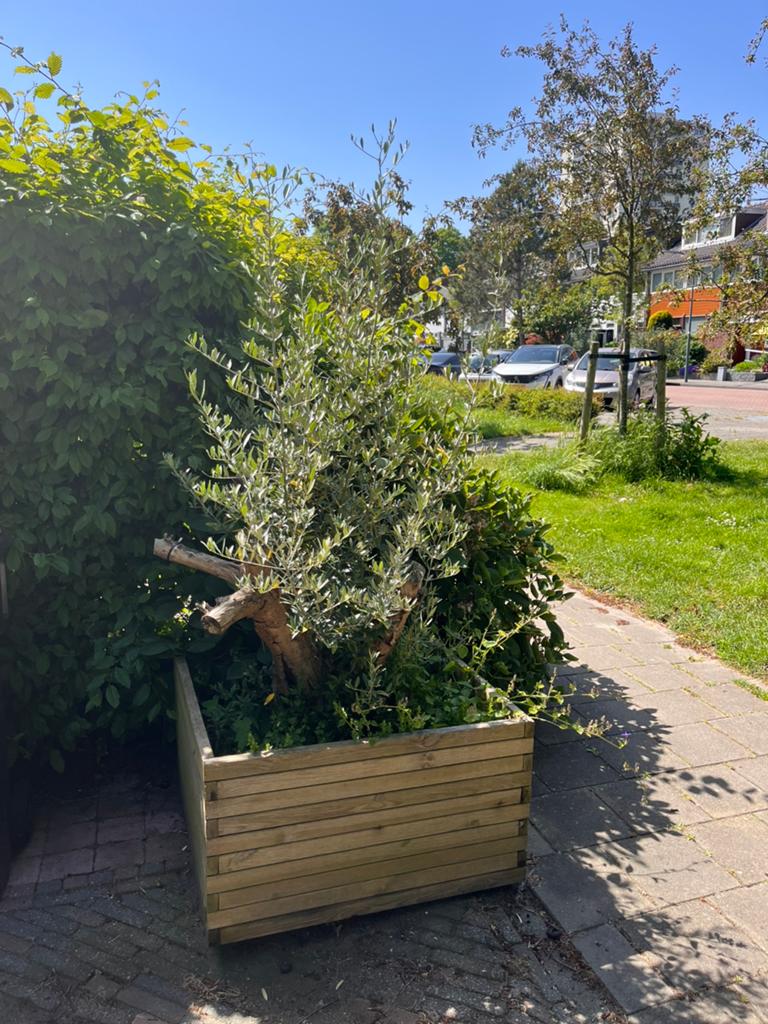 Prachtige olijfboom, Bloeit niet, 100 tot 250 cm, Olijfboom, Ophalen
