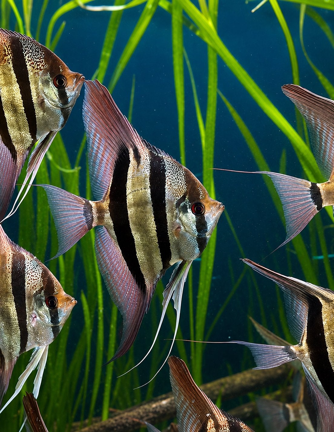 Pterophyllum Altum Orinoco topkwaliteit exemplaren!, Dieren en Toebehoren, Vis