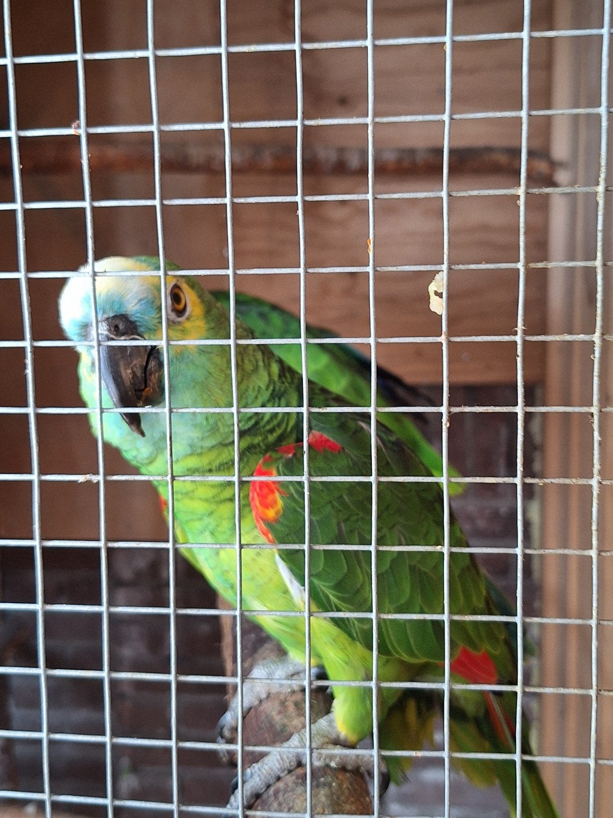 te koop blauwvoorhoofdpapegaai koppel, Meerdere dieren, Papegaai, Tam