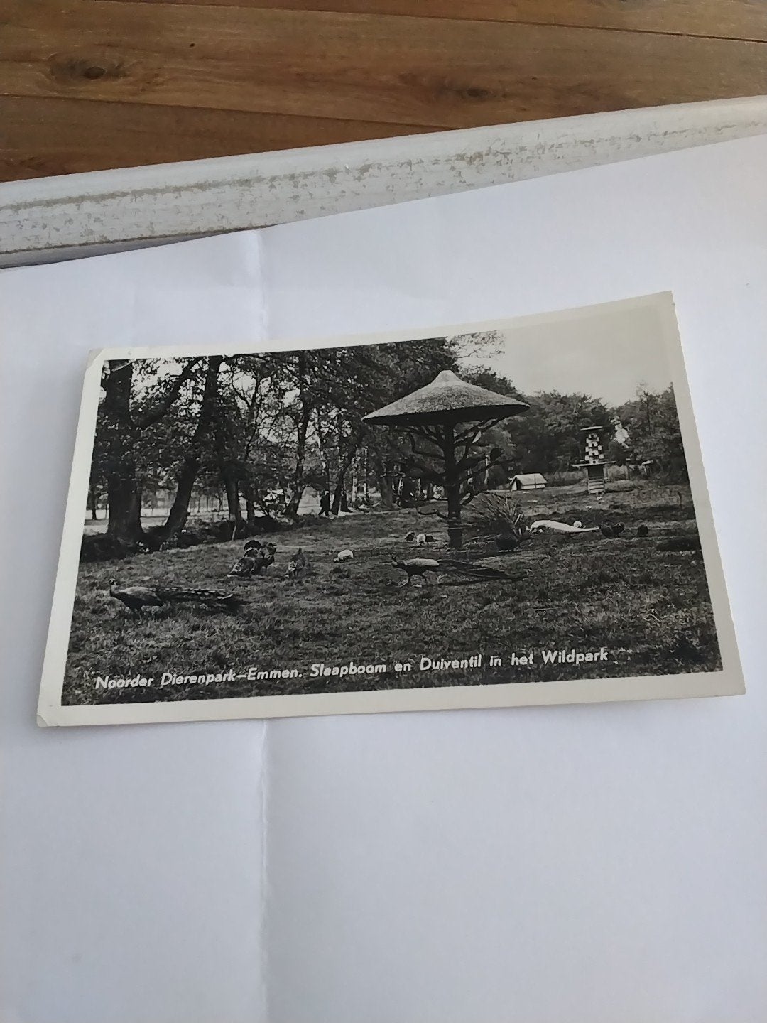 Oude Ansichtkaart Noorder Dierenpark Emmen 1956, Verzamelen, Ansichtkaarten | Nederland, Ophalen of Verzenden, 1940 tot 1960, Gelopen