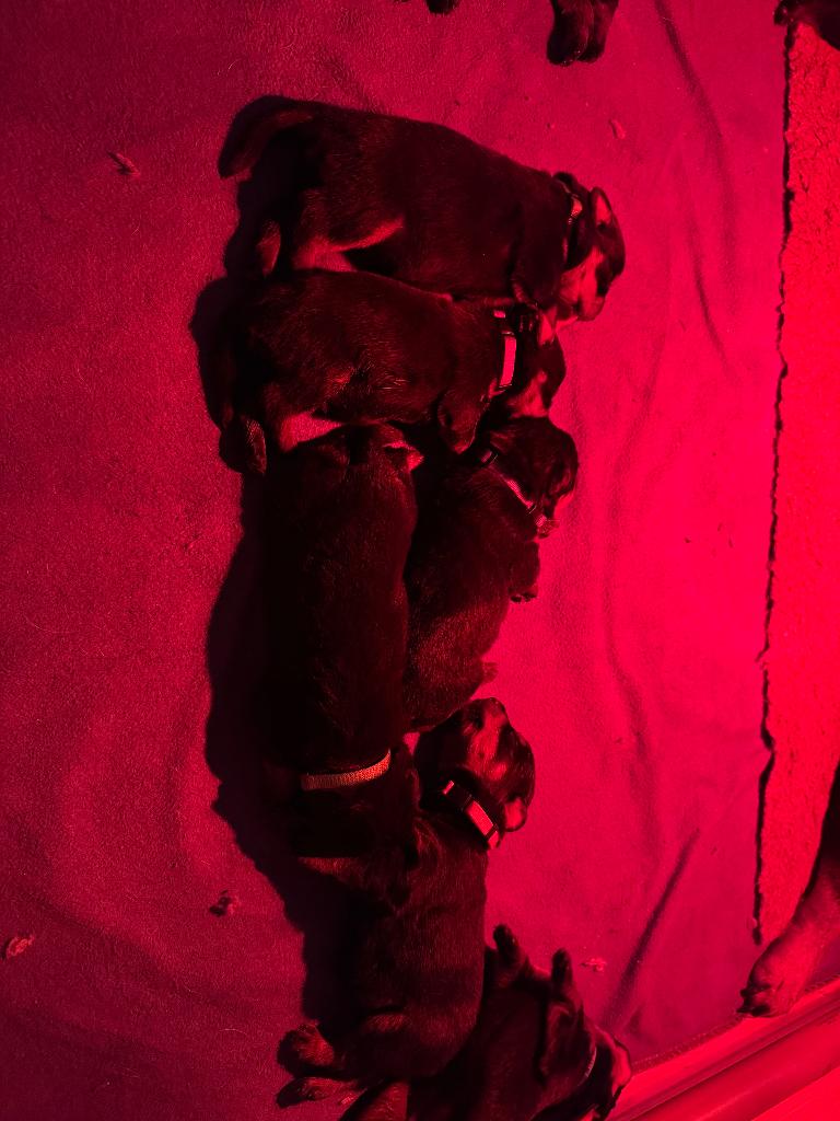 Rottweiler puppy’s, 8 tot 15 weken, Parvo, Meerdere, Meerdere dieren