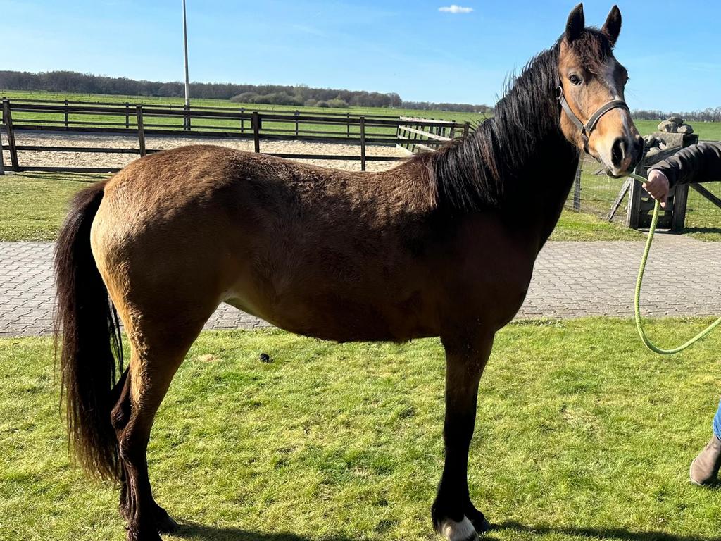 2 jarige pony, Merrie