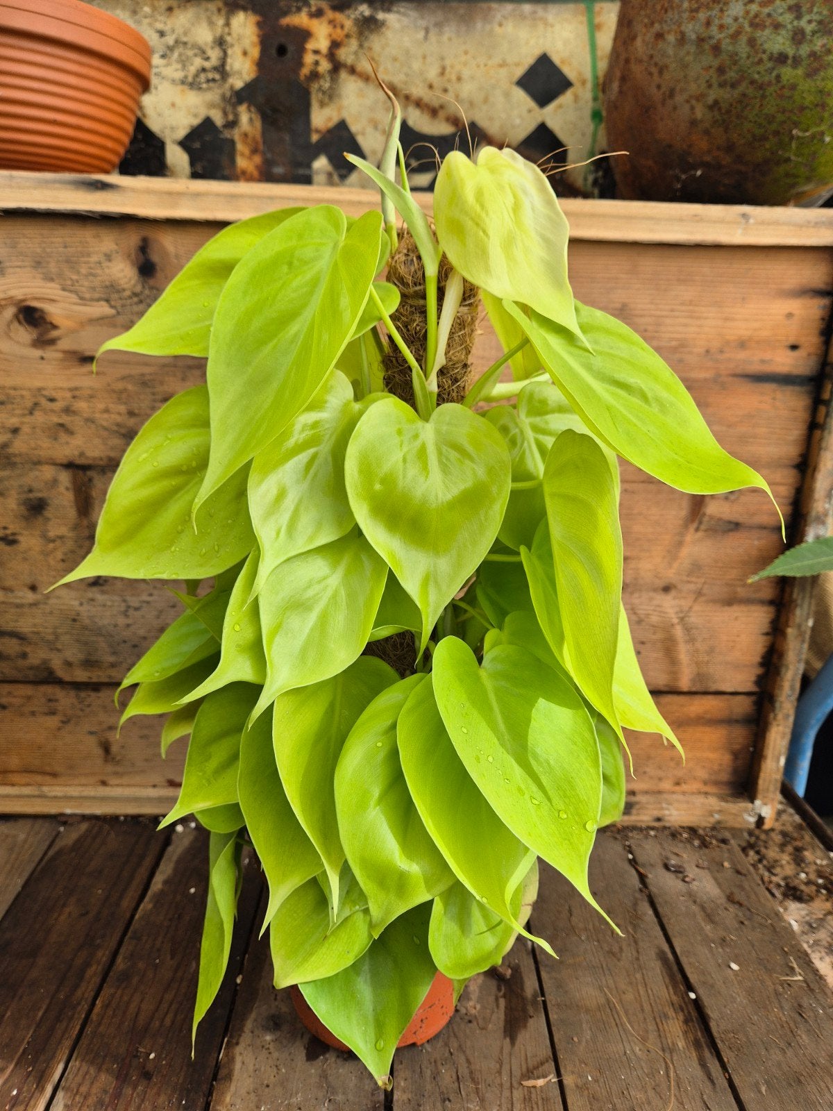Philodendron Neon p15 (2), Huis en Inrichting, Kamerplanten, Ophalen of Verzenden, Halfschaduw, Minder dan 100 cm