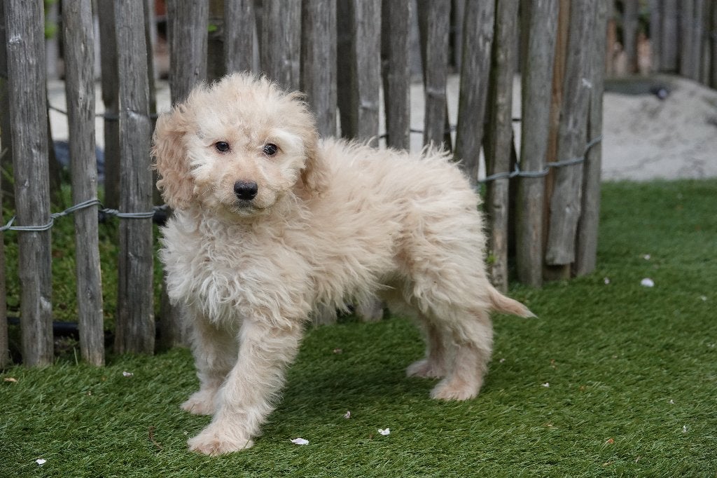 Prachtige abrikoze Cockapoo pups, Parvo, Nederland, 15 weken tot 1 jaar, Overige rassen