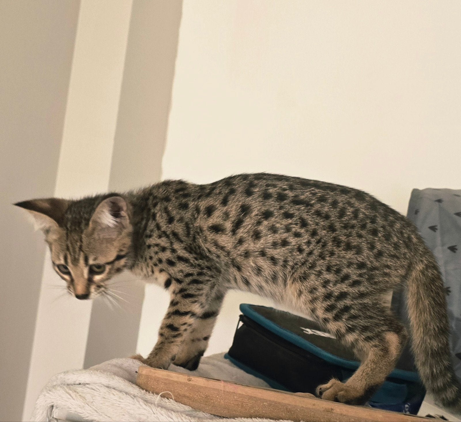 Savannah kittens, Meerdere dieren