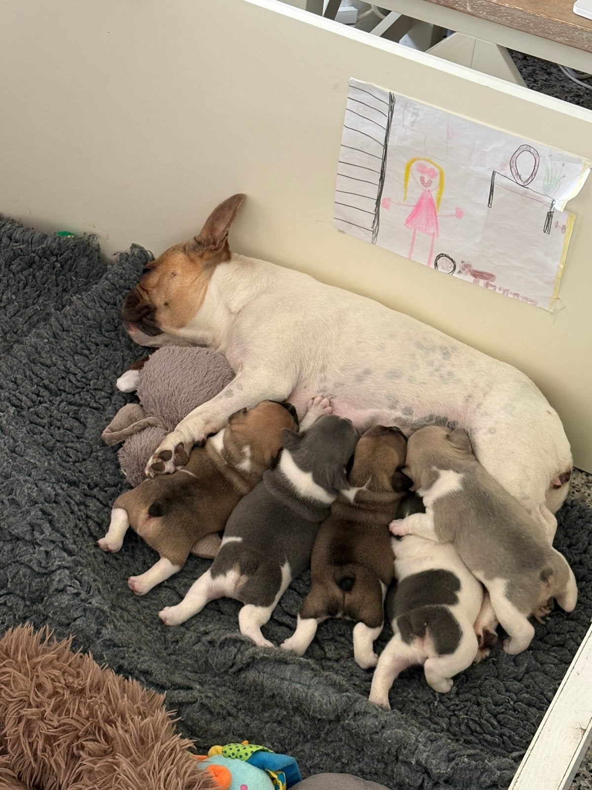 Franse bulldog pup, het laatste reutje, Dieren en Toebehoren, Reu, 8 tot 15 weken, Bulldog, Meerdere