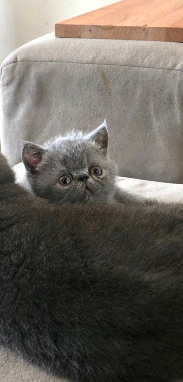 Klein Blauw Knuffelkontje Zoekt Zijn Voor Altijd Thuis, Kater, Gechipt