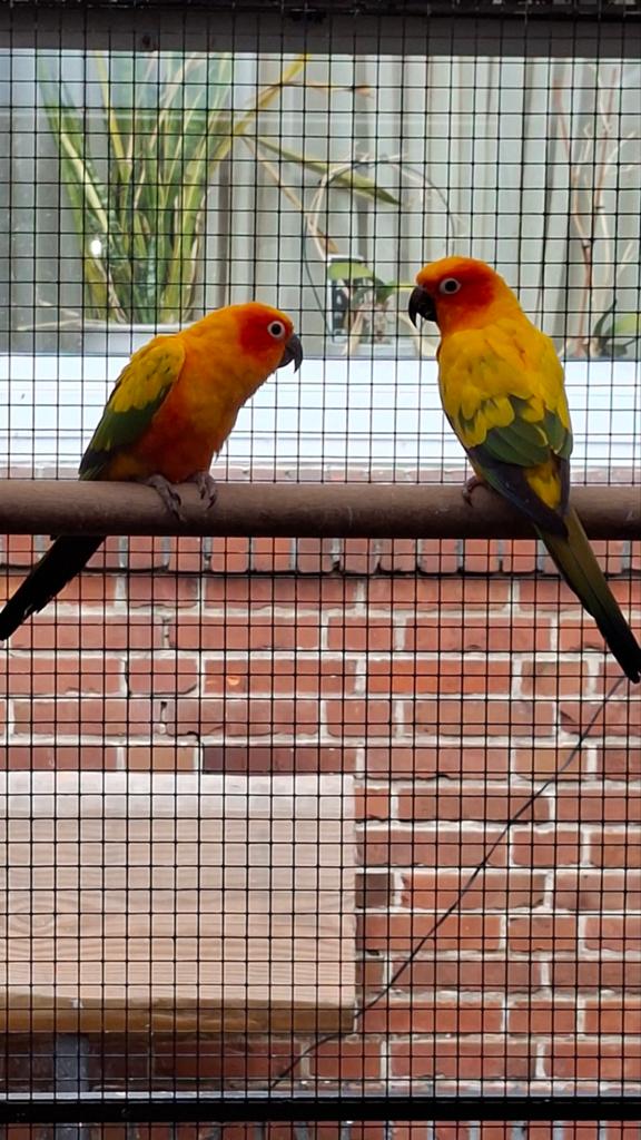 Koppel zonparkieten, Dieren en Toebehoren, Vogels | Parkieten en Papegaaien, Meerdere dieren, Parkiet