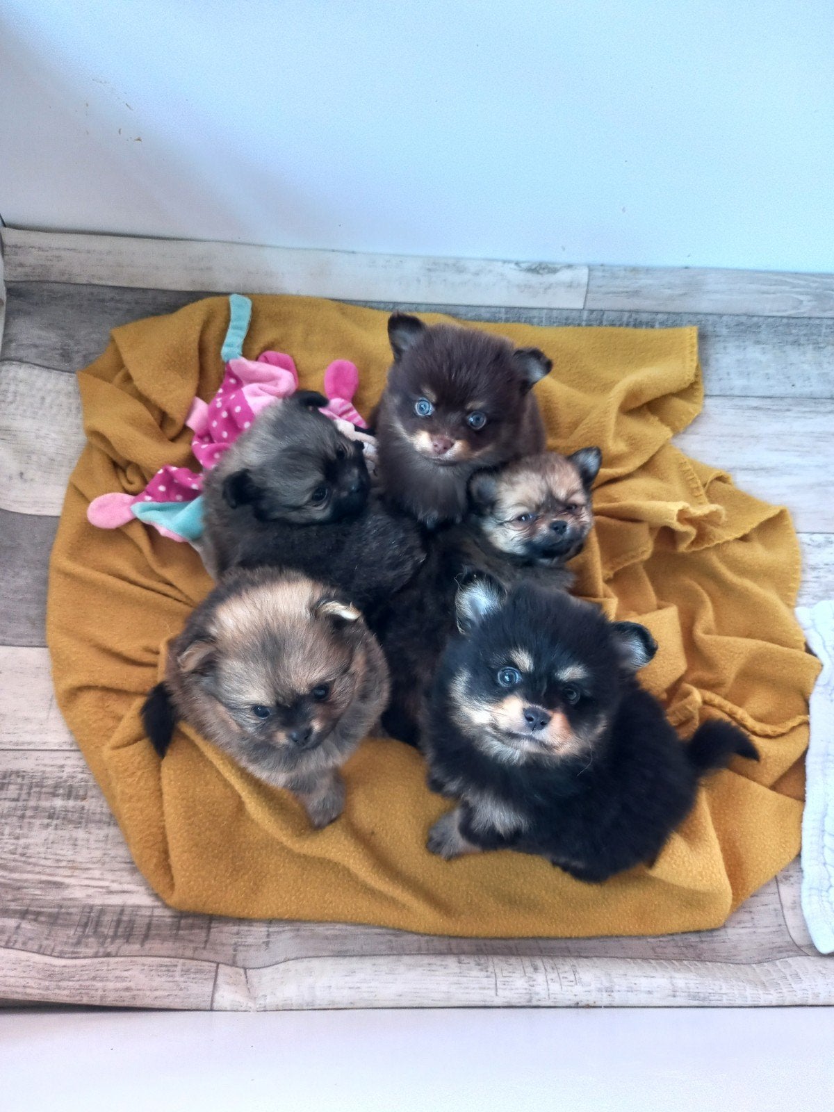 Dwergkees x Chihuahua Pomchi pups, Overige rassen, 8 tot 15 weken, Meerdere, Meerdere dieren