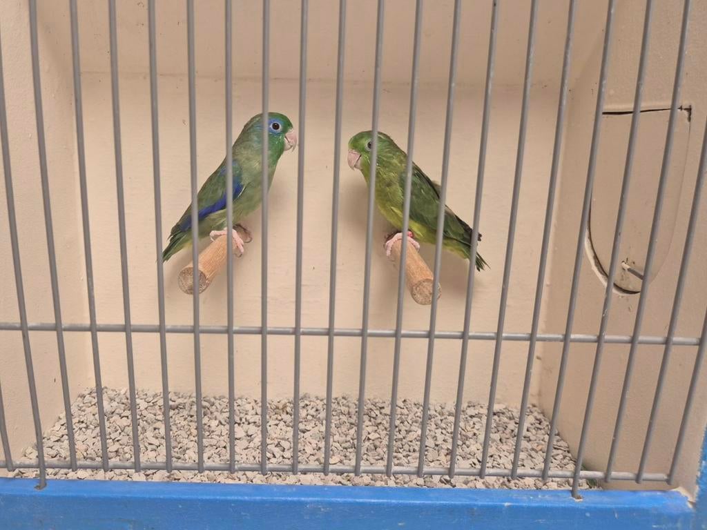 Koppel Oogring Forpussen, Dieren en Toebehoren, Vogels | Parkieten en Papegaaien, Meerdere dieren, Parkiet