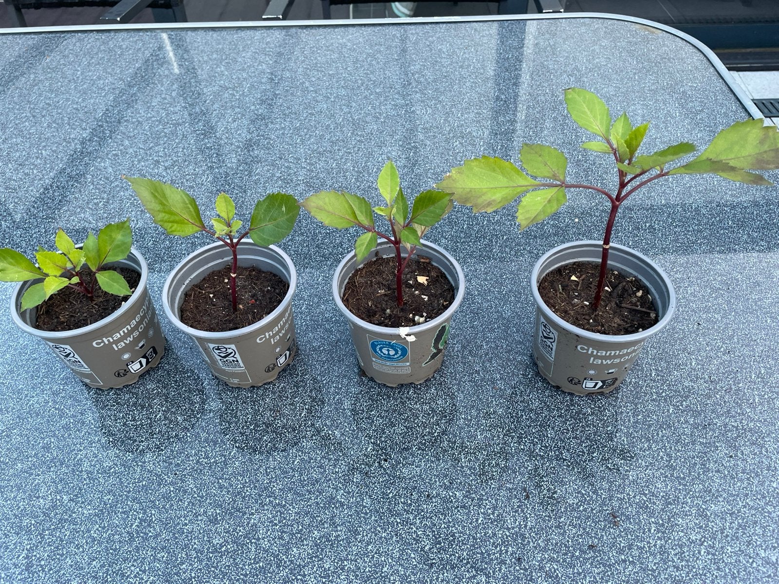 Dahlia        (vaste tuinplant), Ophalen, Overige soorten, Volle zon