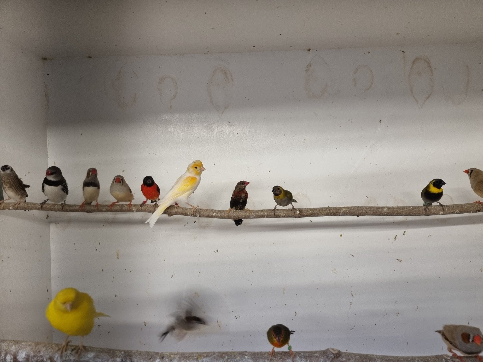 Te koop meerdere tropen, Dieren en Toebehoren, Vogels | Overige Vogels, Meerdere dieren