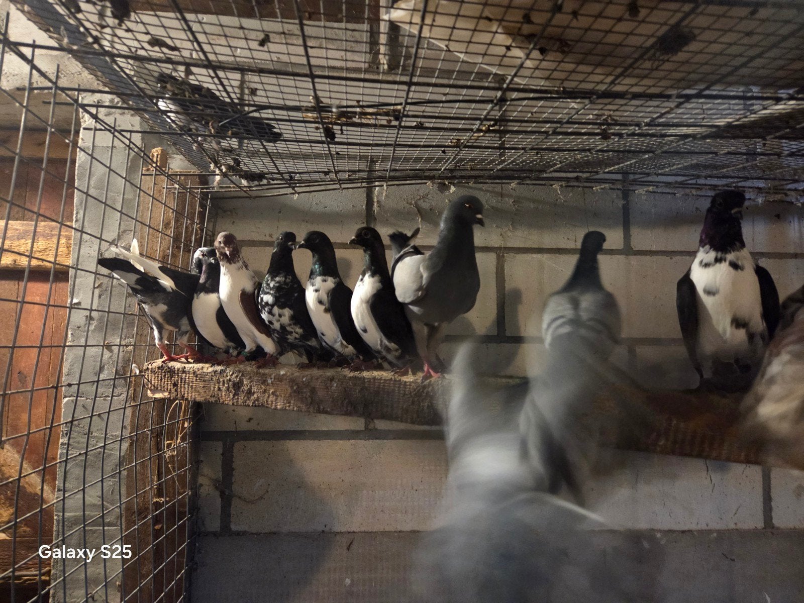 duiven, Meerdere dieren