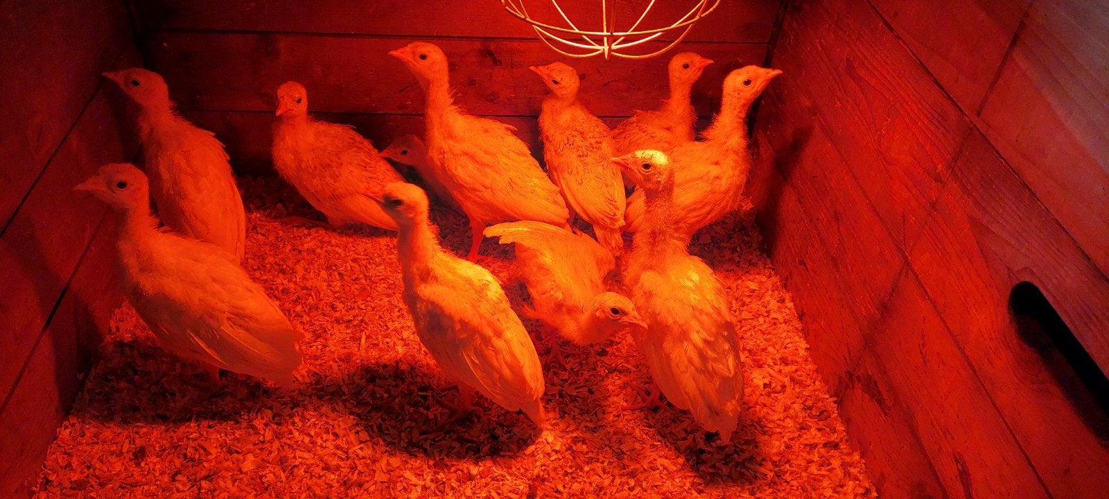 Kalkoen kuikens..., Dieren en Toebehoren, Geslacht onbekend, Kalkoen