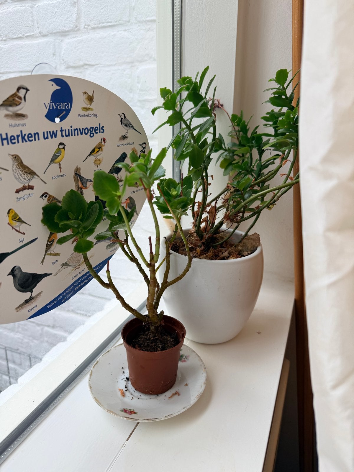 Gratis twee planten in ambacht, Overige soorten, Vaste plant, Ophalen of Verzenden, Bloeit niet