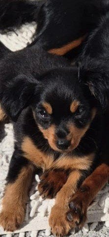 dwerg pinscher, Overige rassen, 8 tot 15 weken, Teef, Eén hond