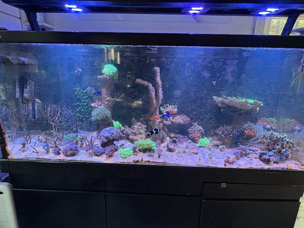 Totale inhoud zeeaquarium, Dieren en Toebehoren, Ophalen, Gevuld zeewateraquarium