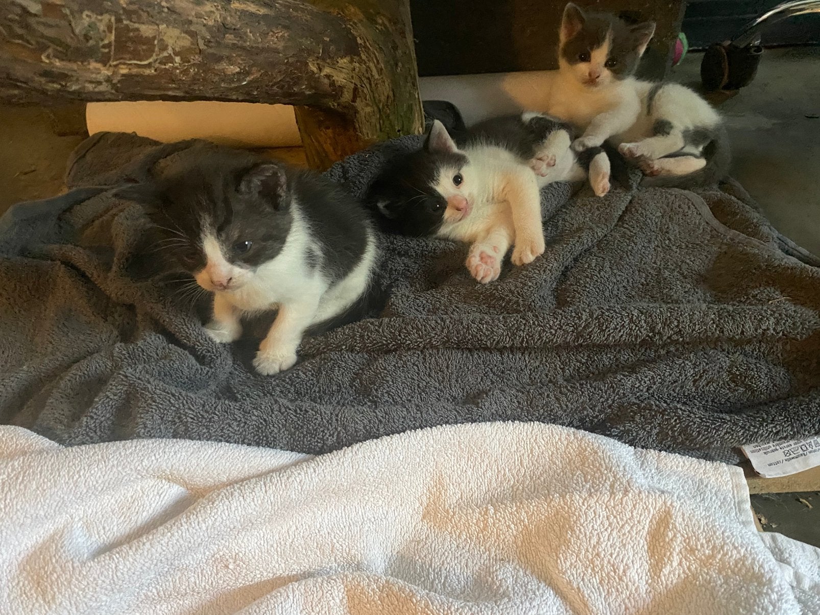 Goed tehuis gezocht voor 3 lieve kittens, Dieren en Toebehoren, Poes, Kortharig, 0 tot 2 jaar