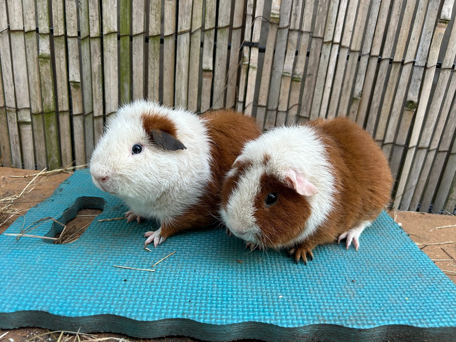Gratis roodbonte rex beertjes, Cavia, April, Mannelijk, Tam