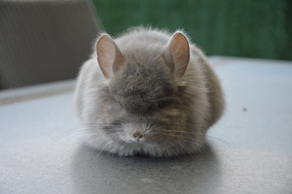 chinchilla violet Angora vrouwtje (2021), Chinchilla, April, Vrouwelijk, Tam