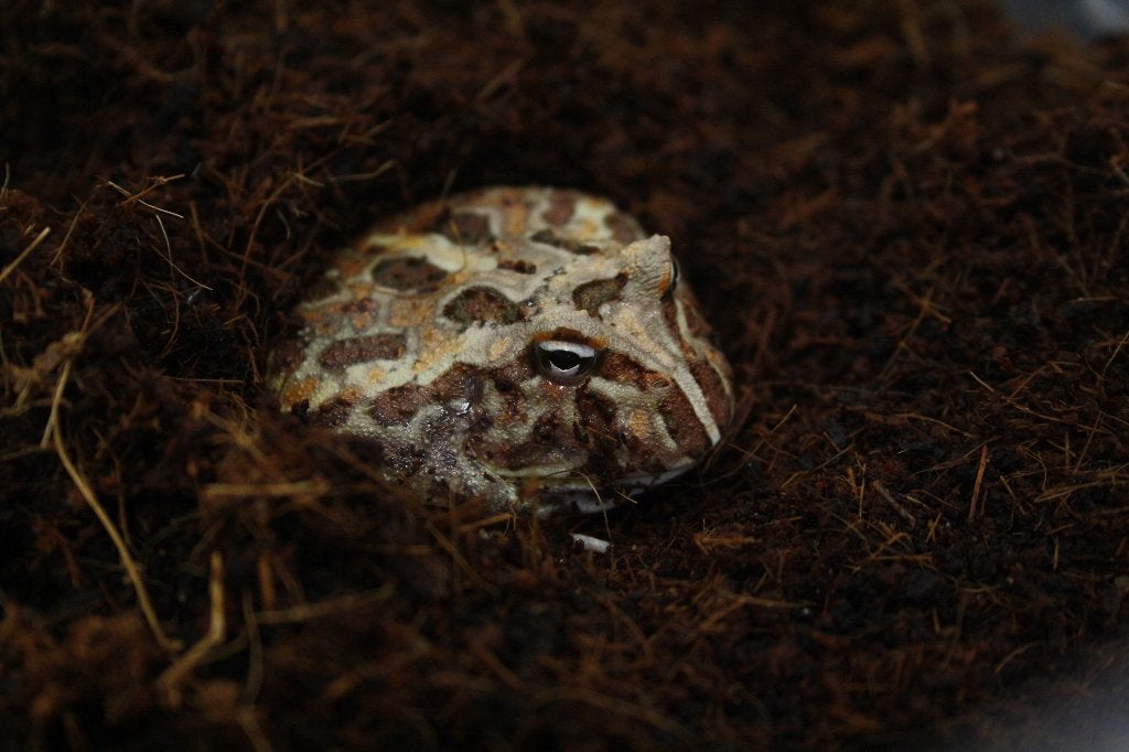 Pacman kikkers Frog - unknown for sale from De Reptielenboer