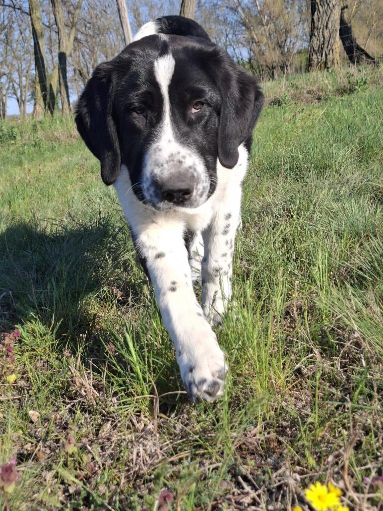 Stabiele 5 mnd Alabai reu – erfgeschikt en mensgericht, Dieren en Toebehoren, Fokker | Hobbymatig, 15 weken tot 1 jaar, Reu, Buitenland
