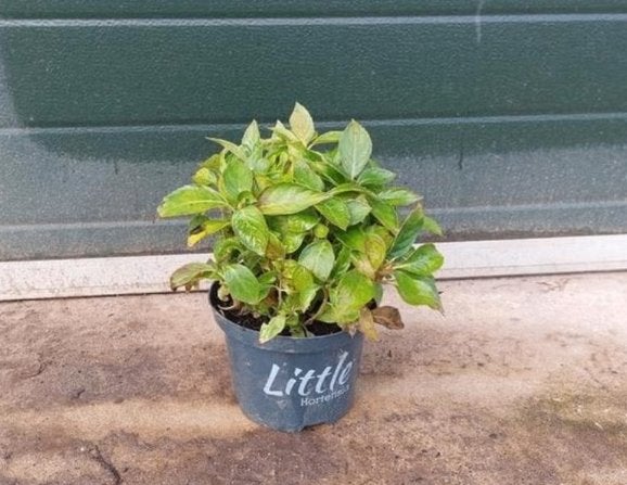 Hortensia Macrophylla 'Little Red', Vaste plant, Halfschaduw, Lente, Ophalen