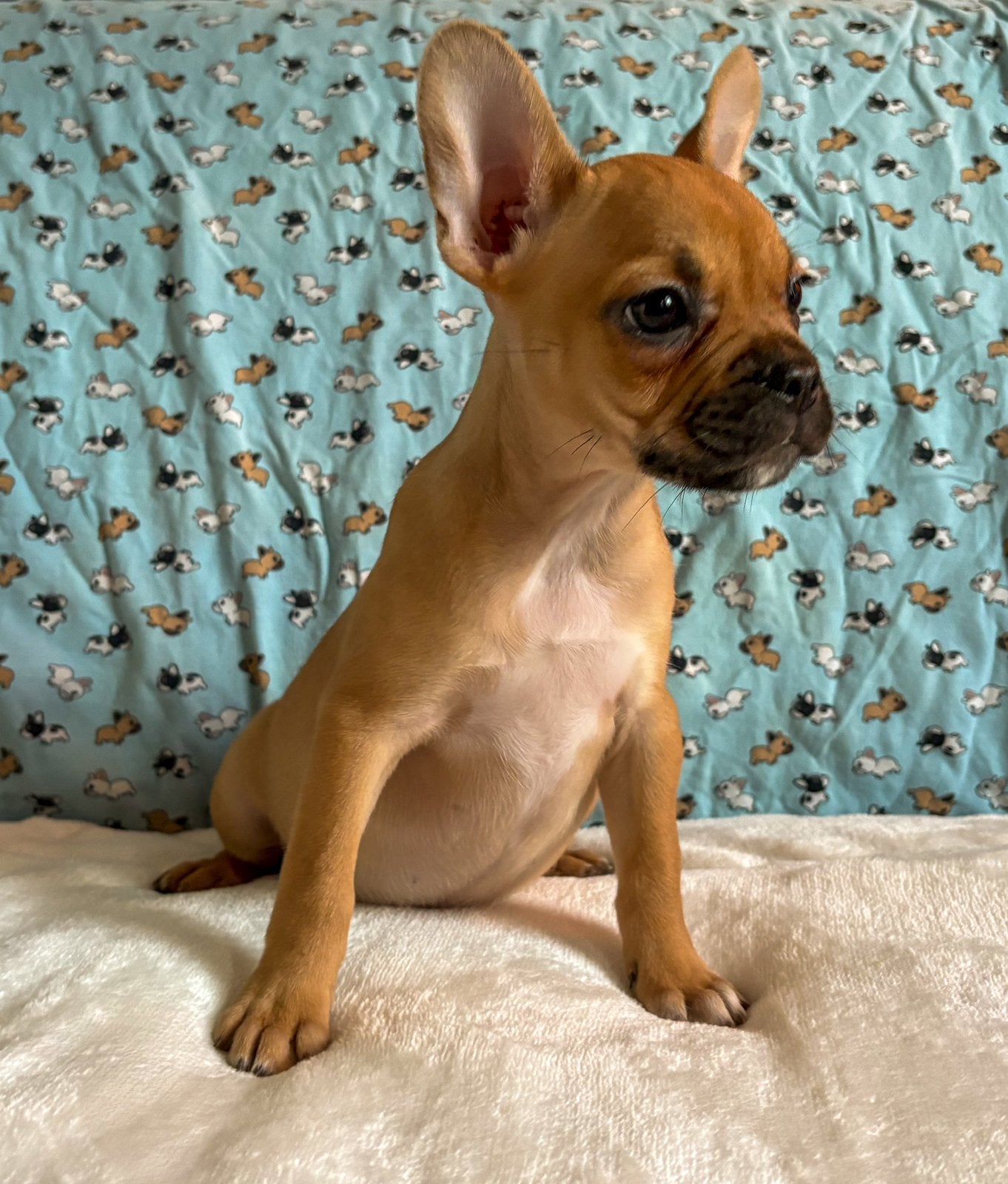 Knappe franse bulldog pups, Parvo, 8 tot 15 weken, Bulldog, Meerdere