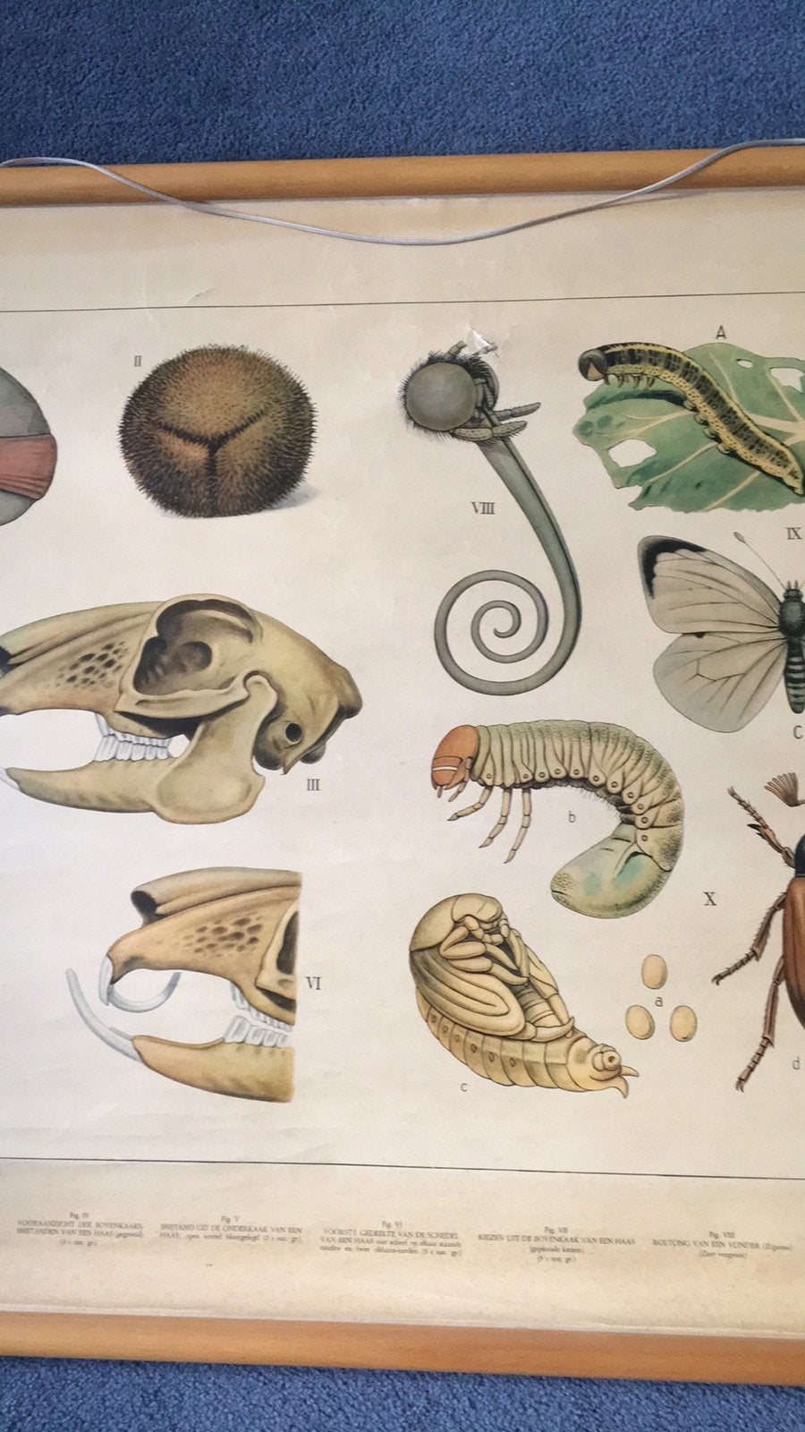 Vintage Biologie Schoolplaat: Insecten en Zoogdieren, Antiek en Kunst, Antiek | Schoolplaten, Ophalen, Natuur en Biologie