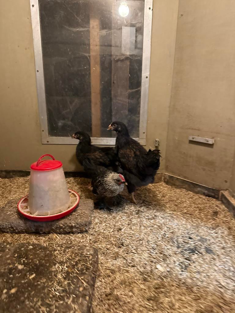 Barnevelder kuikens te koop (hennen), Dieren en Toebehoren, Pluimvee, Vrouwelijk, Kip