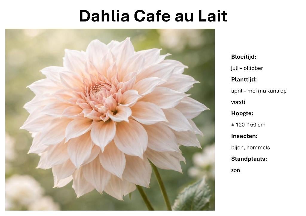 Dahlia Border Mix – Pastel & Elegant, Ophalen of Verzenden, Voorjaar, Volle zon, Knol