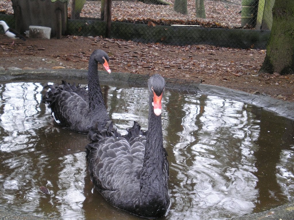 zwarte zwanen, Dieren en Toebehoren, Vrouwelijk, Gans of Zwaan