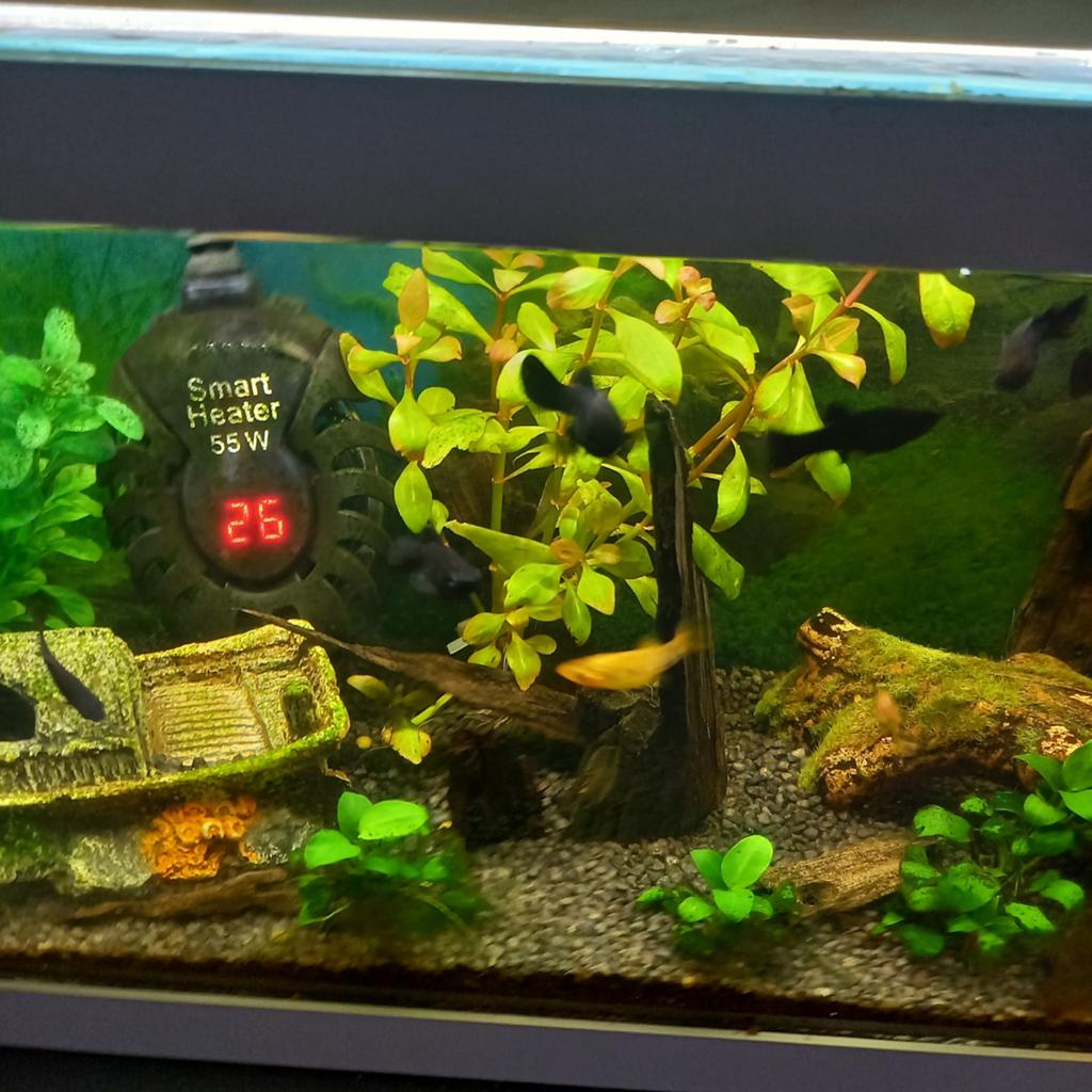 Gratis 5 black molleys, Dieren en Toebehoren, Vissen | Aquariumvissen, Vis