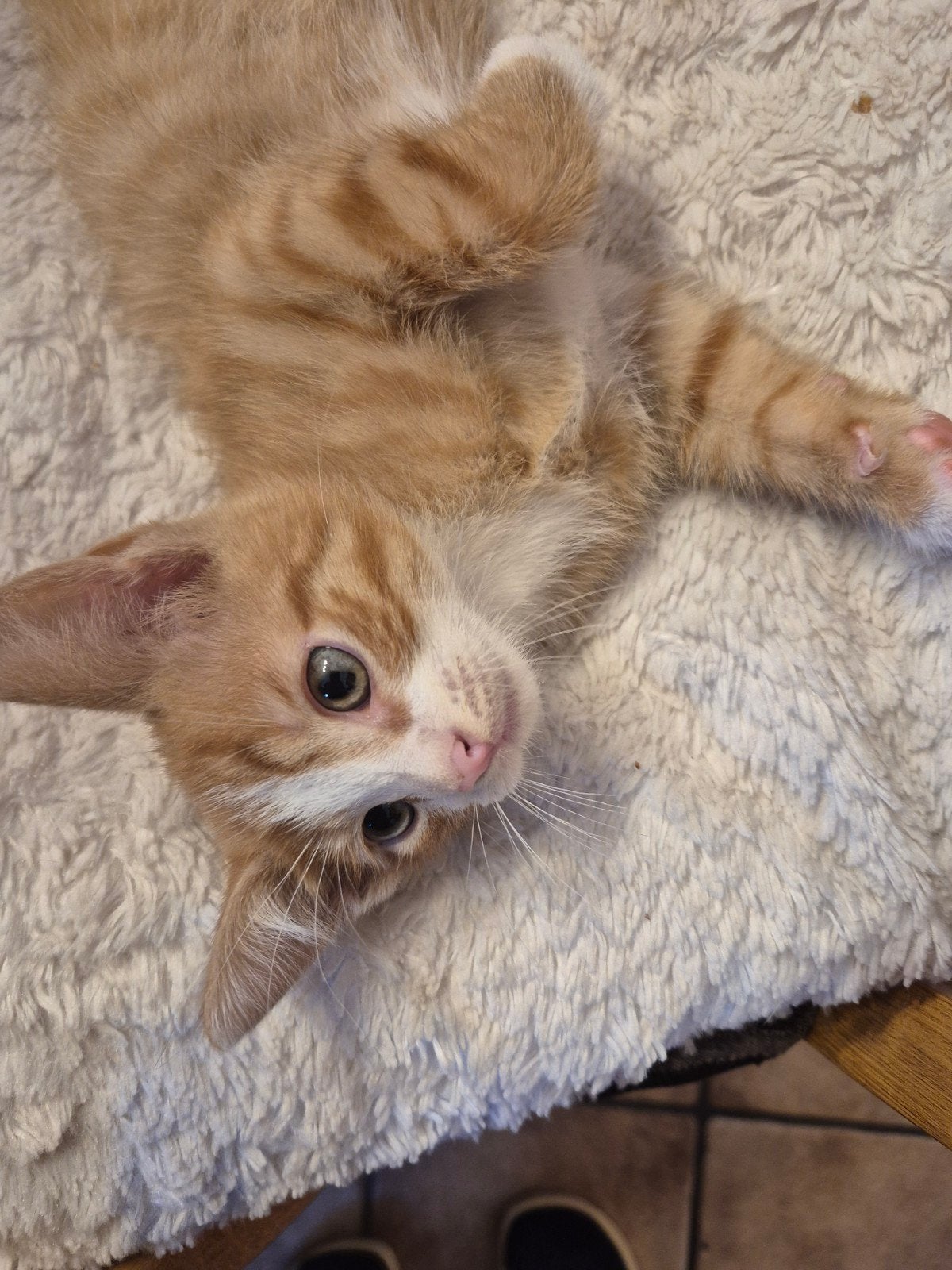 1 kitten  katertje, Dieren en Toebehoren, Kater, Kortharig, 0 tot 2 jaar