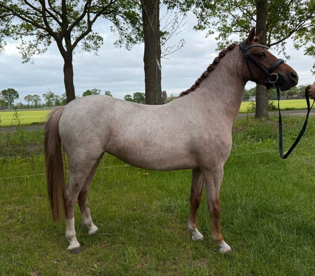 Super knappe 3 jarige Welsh merrie, Dieren en Toebehoren, Pony's, Merrie, Onbeleerd, B pony (1.17m tot 1.27m), Springpony, 3 tot 6 jaar