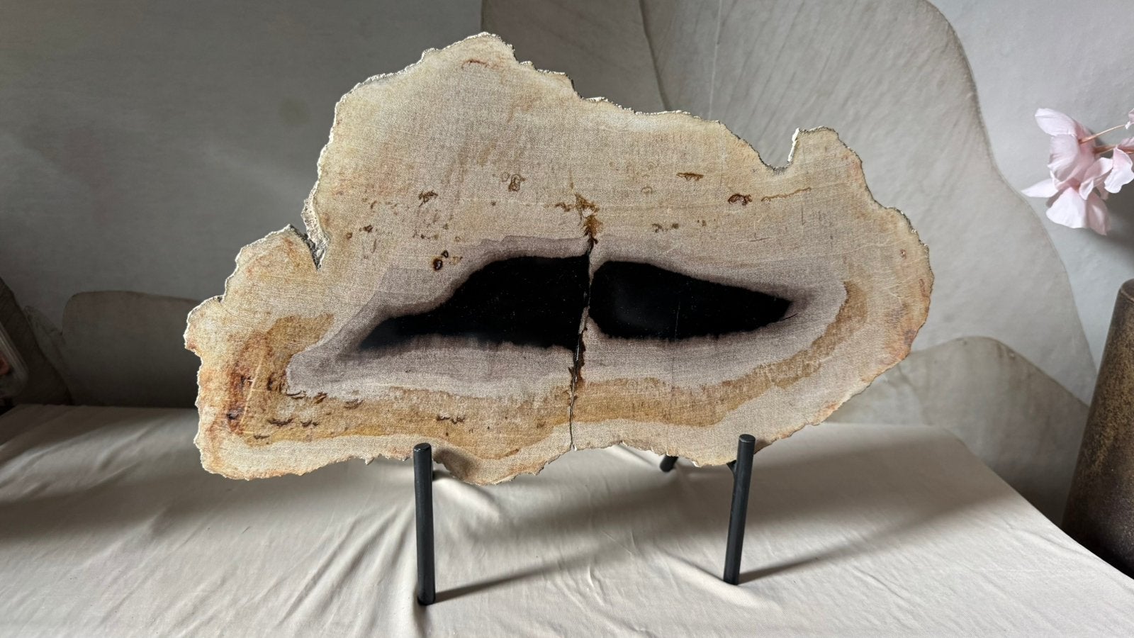 Versteend fossiel hout uit Indonesie, Ophalen of Verzenden, Fossiel