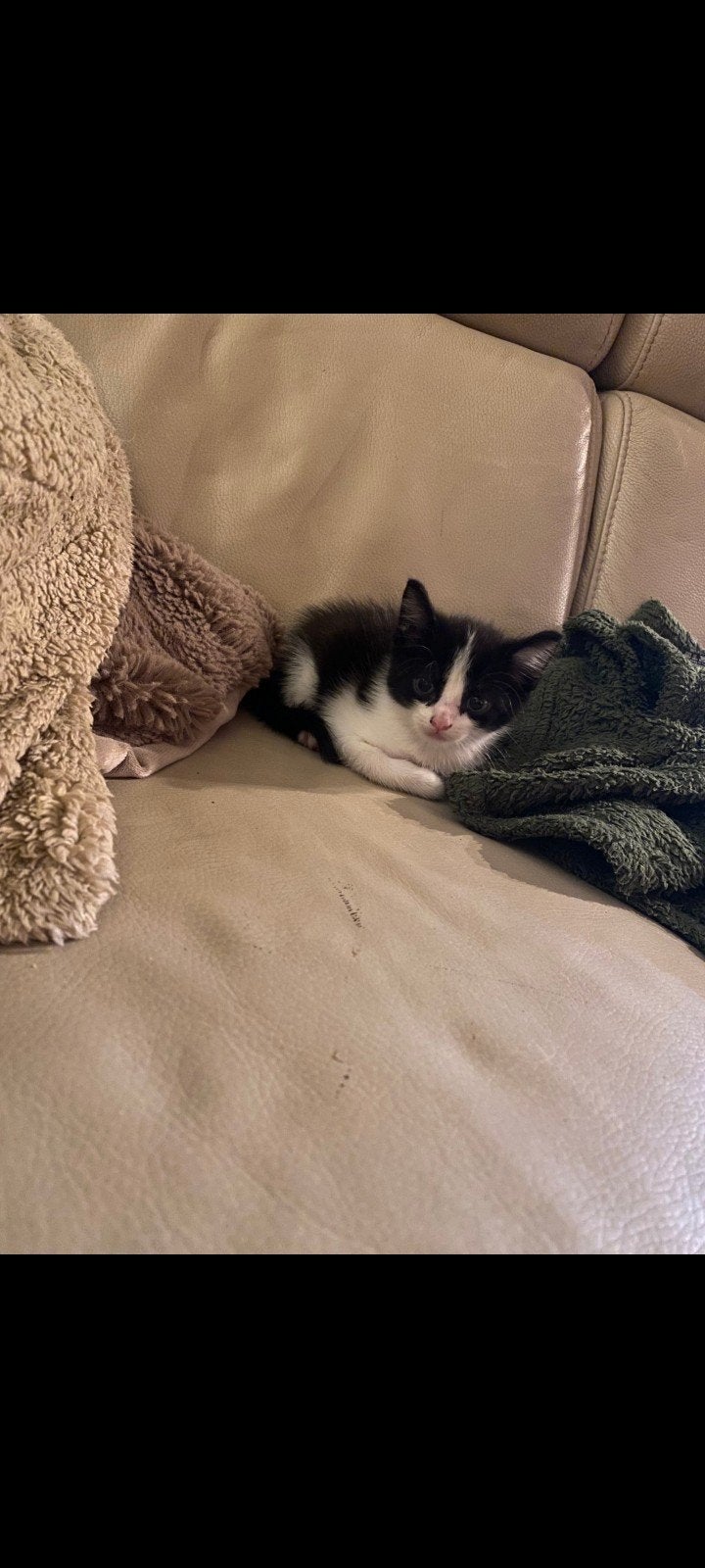 kittens, Meerdere dieren