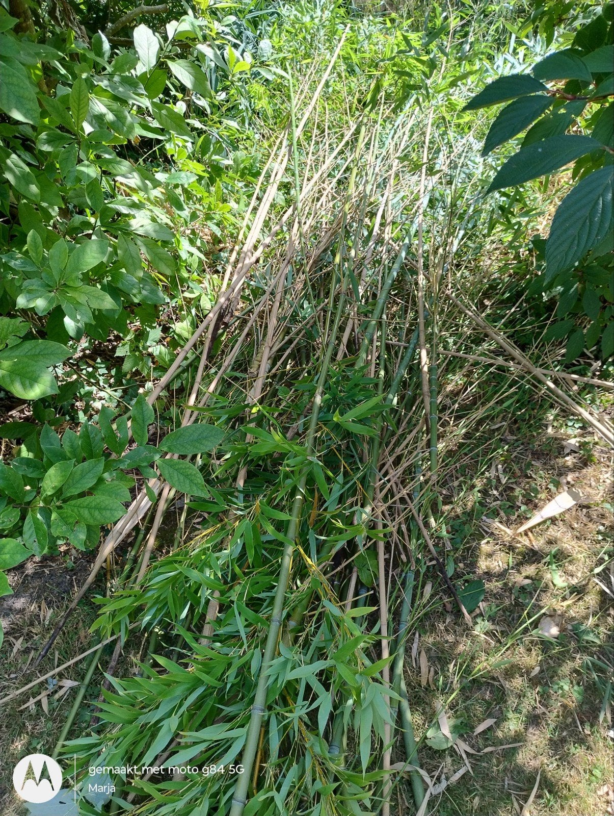 Gratis bamboe stokken, Tuin en Terras, Planten | Tuinplanten, Ophalen, Bloeit niet, Overige soorten, Halfschaduw